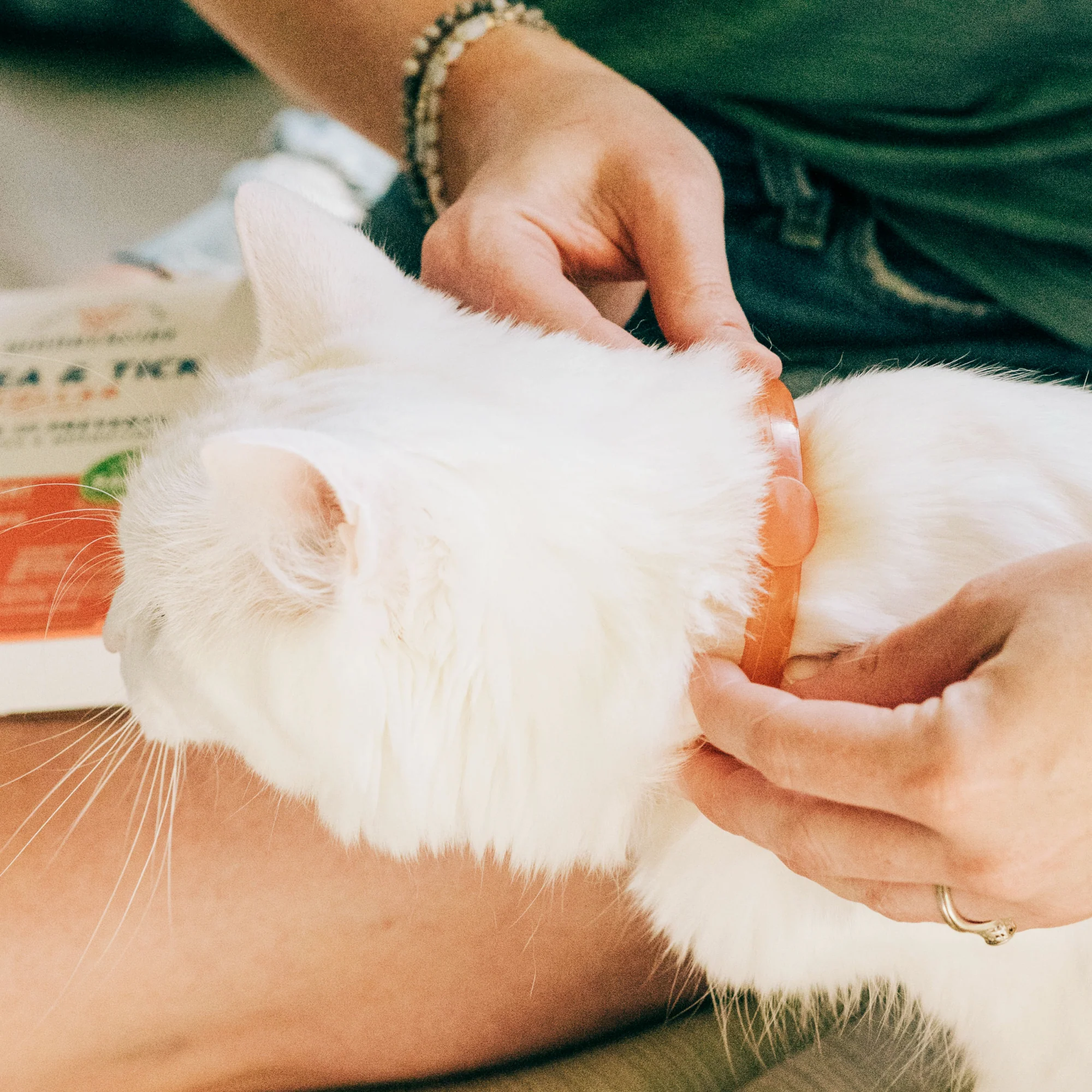 Flea & Tick Collar for Dogs + Cats - Image 3