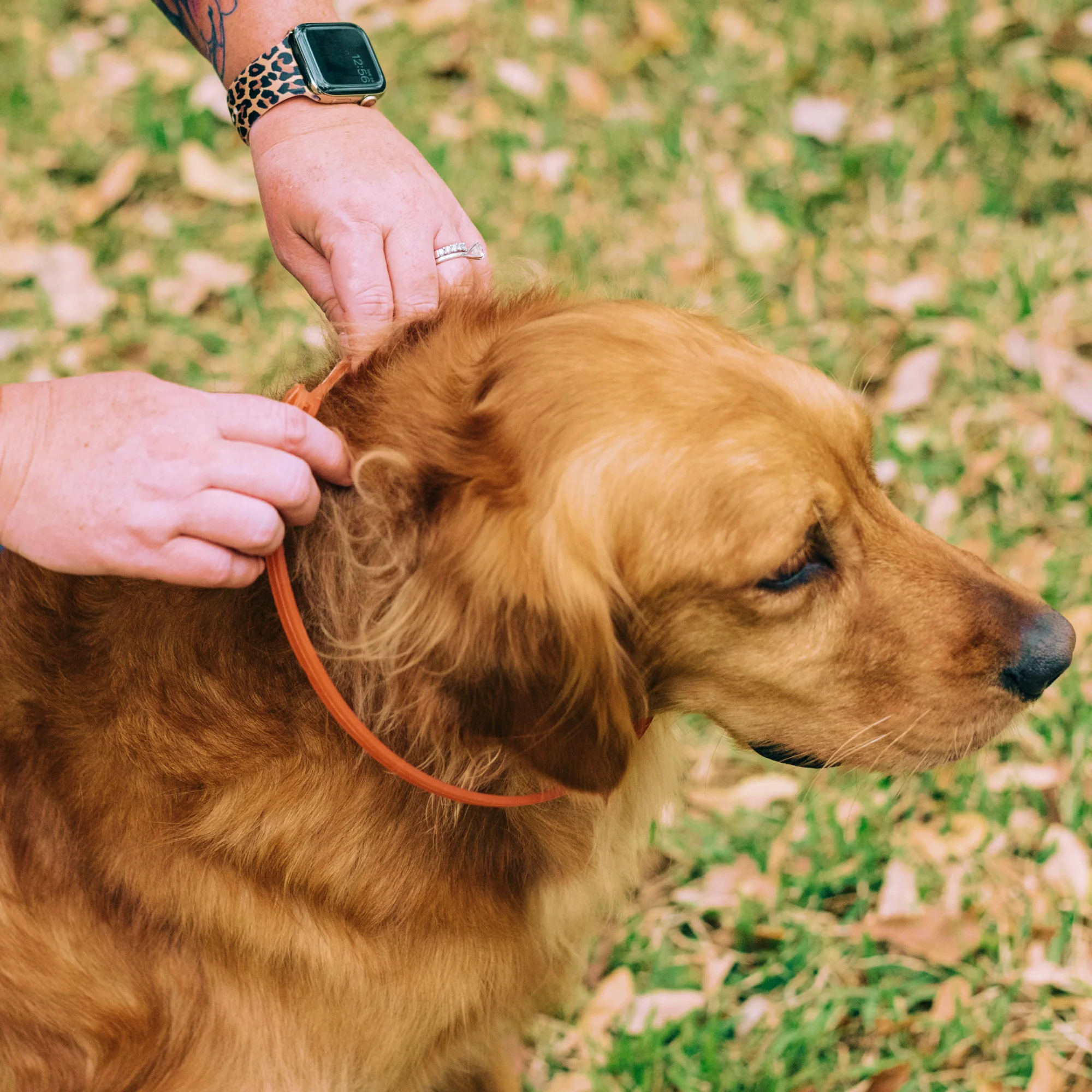 Flea & Tick Collar for Dogs - Image 4